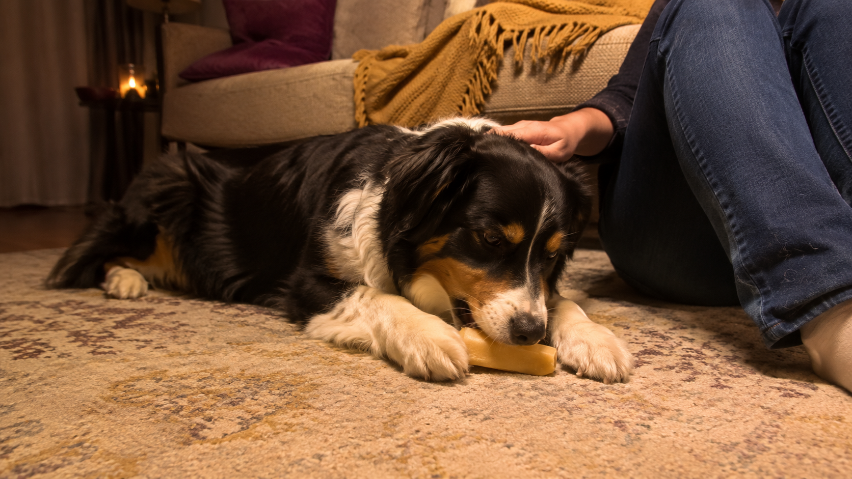 Celebrating Independence Day with Care: How to Comfort Your Dog During Fireworks