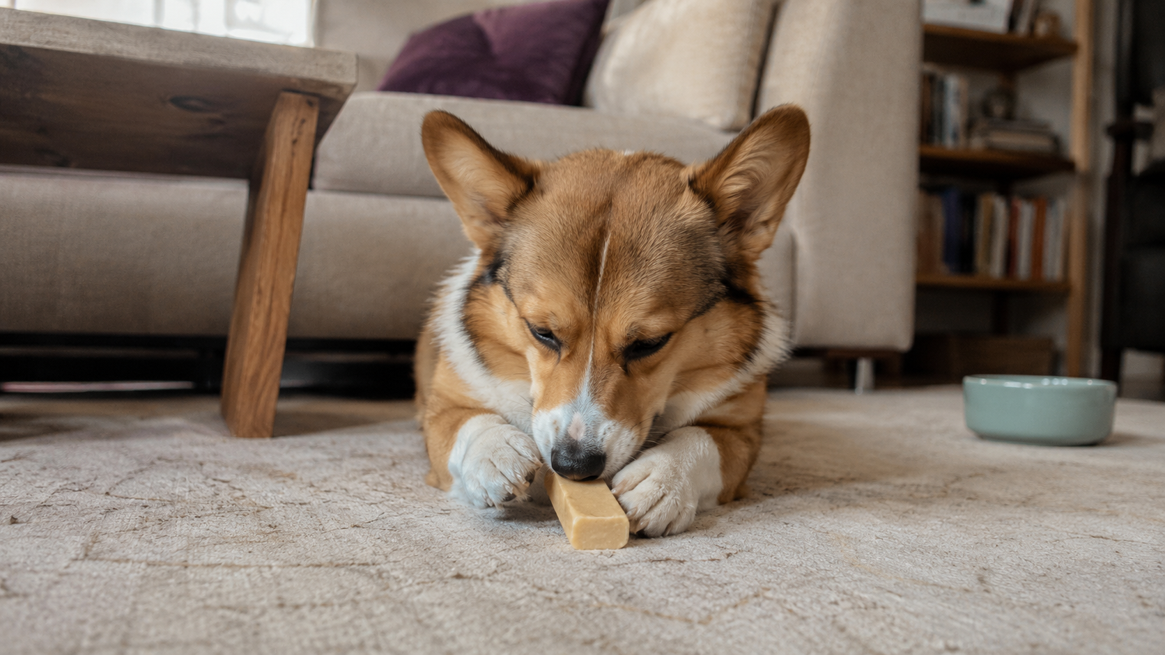 Beyond the Bowl: How Quality Dog Treats Support Everyday Wellness